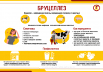 Профилактика бруцеллеза